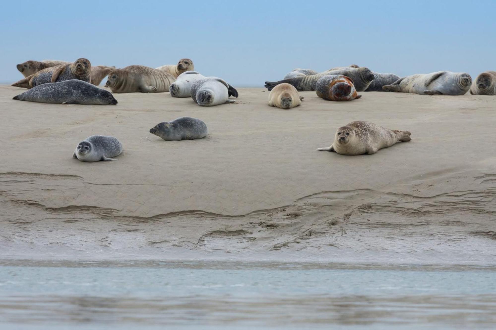 Gites La Baie Des Remparts Meuble Les Avocettes サン・ヴァルリー・シュル・ソンム エクステリア 写真